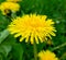 Close up of dandelionÂ flowers. Wild growing dandelions.